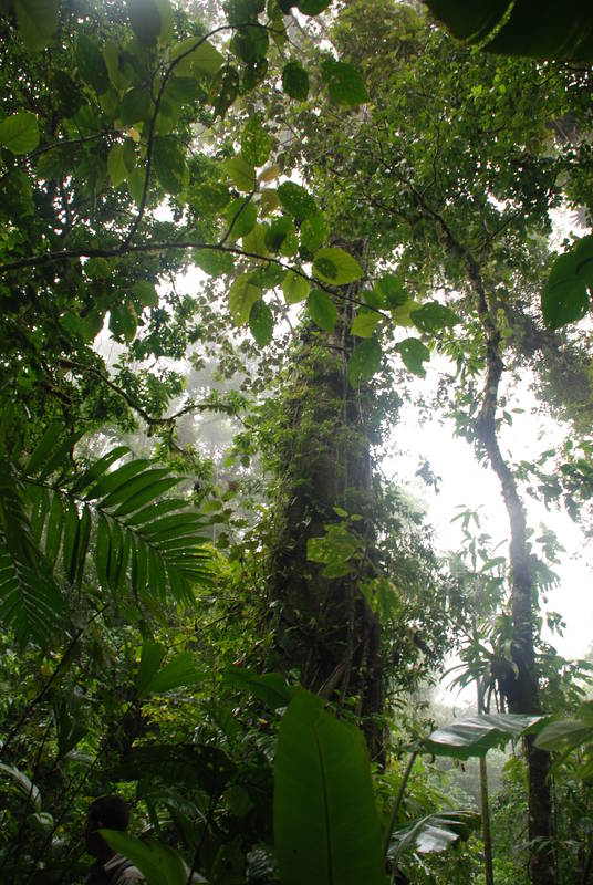 Rainforest Tour 105.JPG