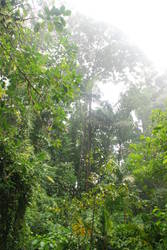 Rainforest Tour 107.JPG