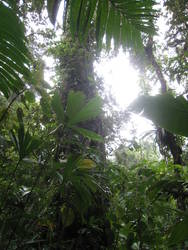 Rainforest Tour 109.jpg