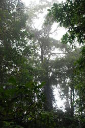 Rainforest Tour 113.JPG