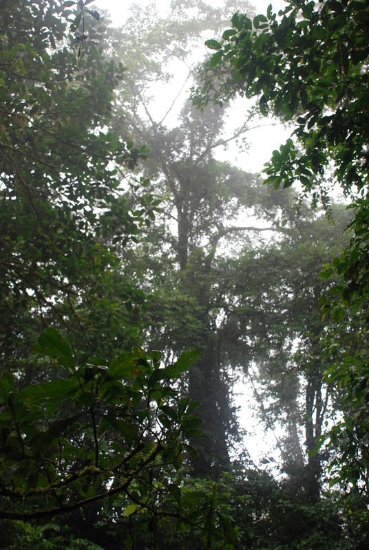 Rainforest Tour 113.JPG