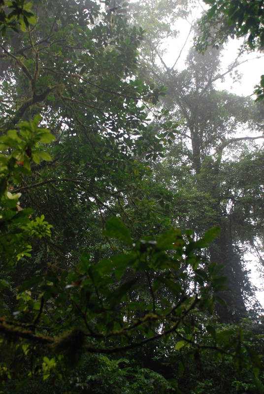 Rainforest Tour 114.JPG