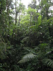 Rainforest Tour 116.jpg