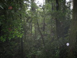 Rainforest Tour 117.jpg