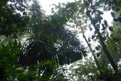 Rainforest Tour 120.JPG