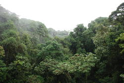 Rainforest Tour 122.JPG