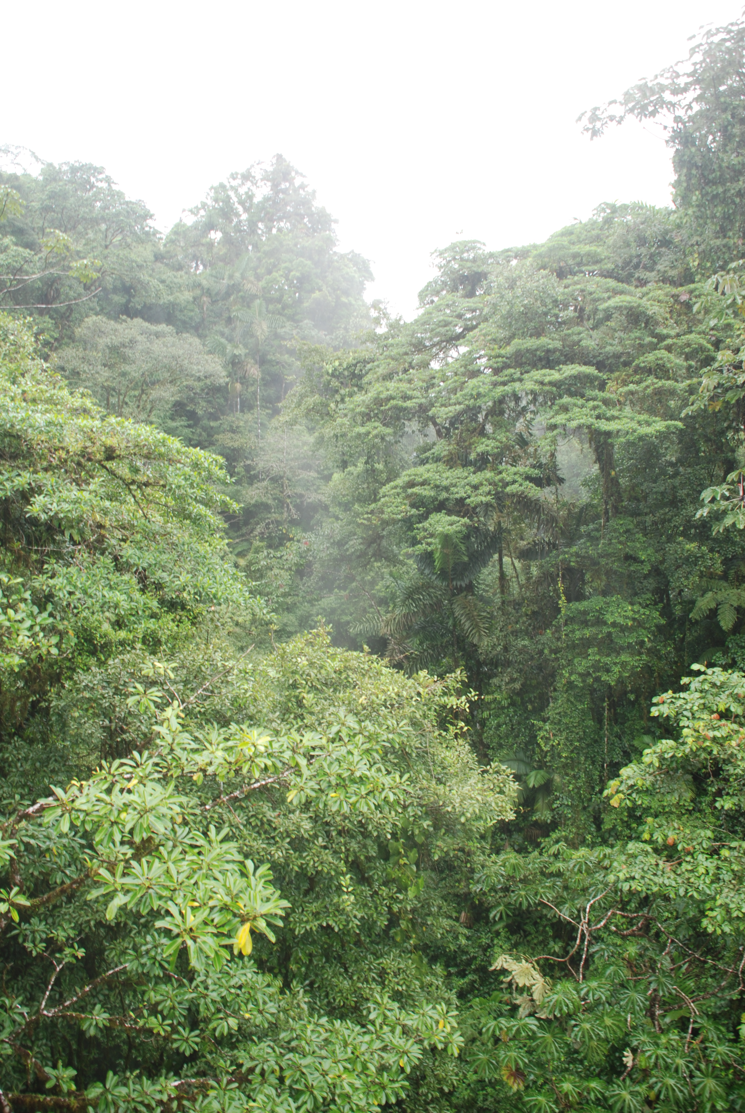 Rainforest Tour 123.JPG