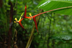 Rainforest Tour 127.JPG