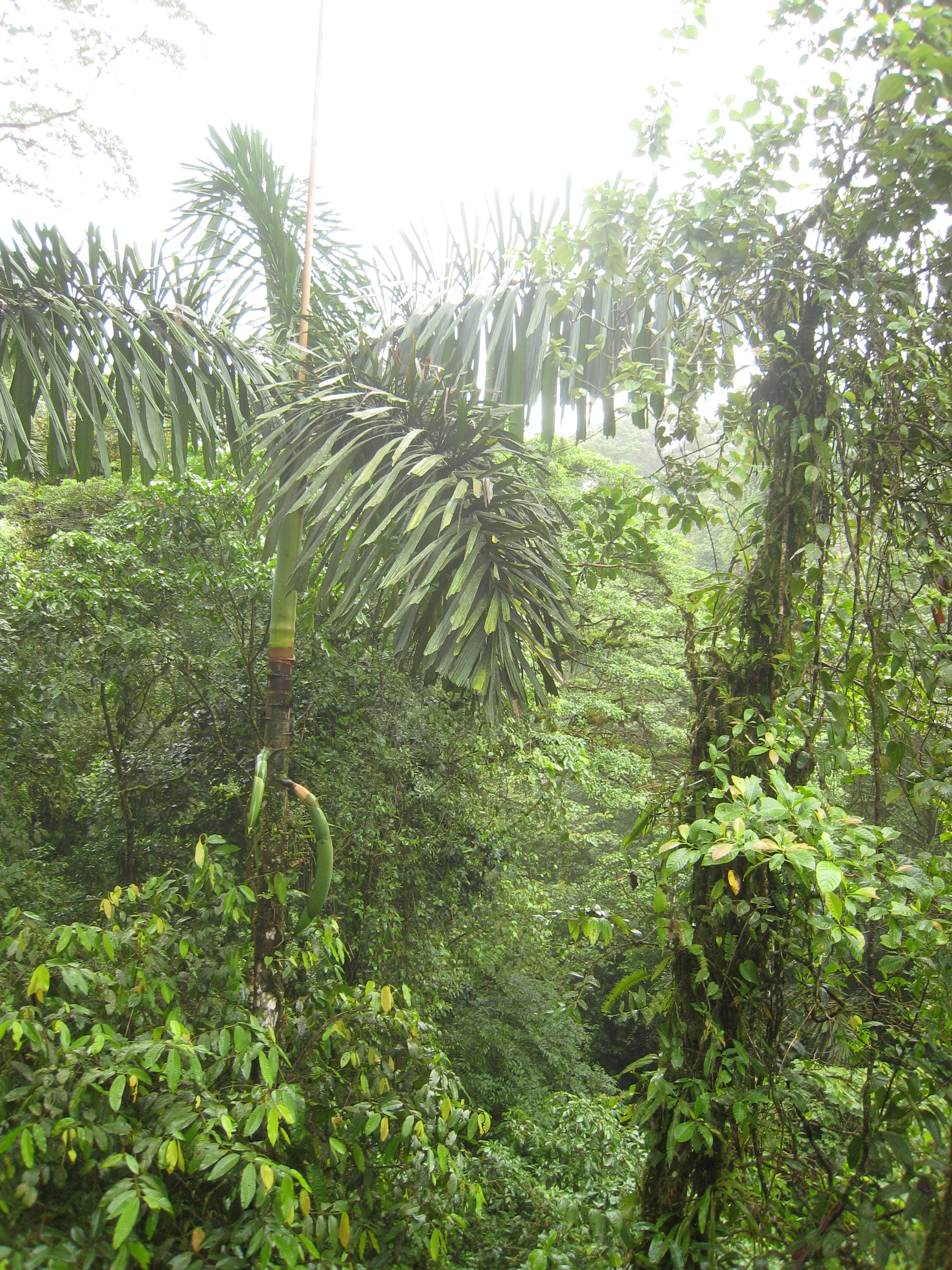 Rainforest Tour 163.jpg