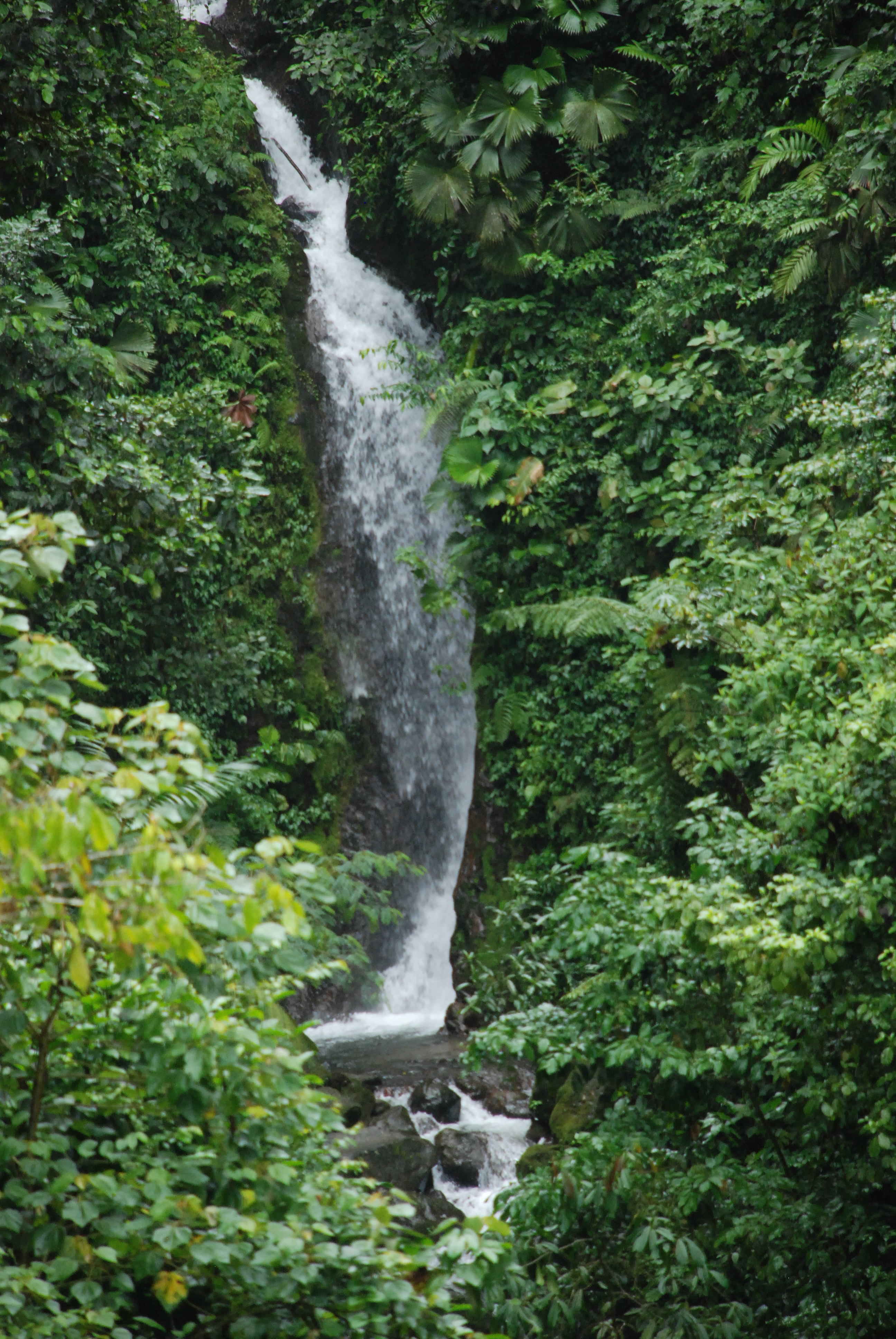 Rainforest Tour 167.JPG