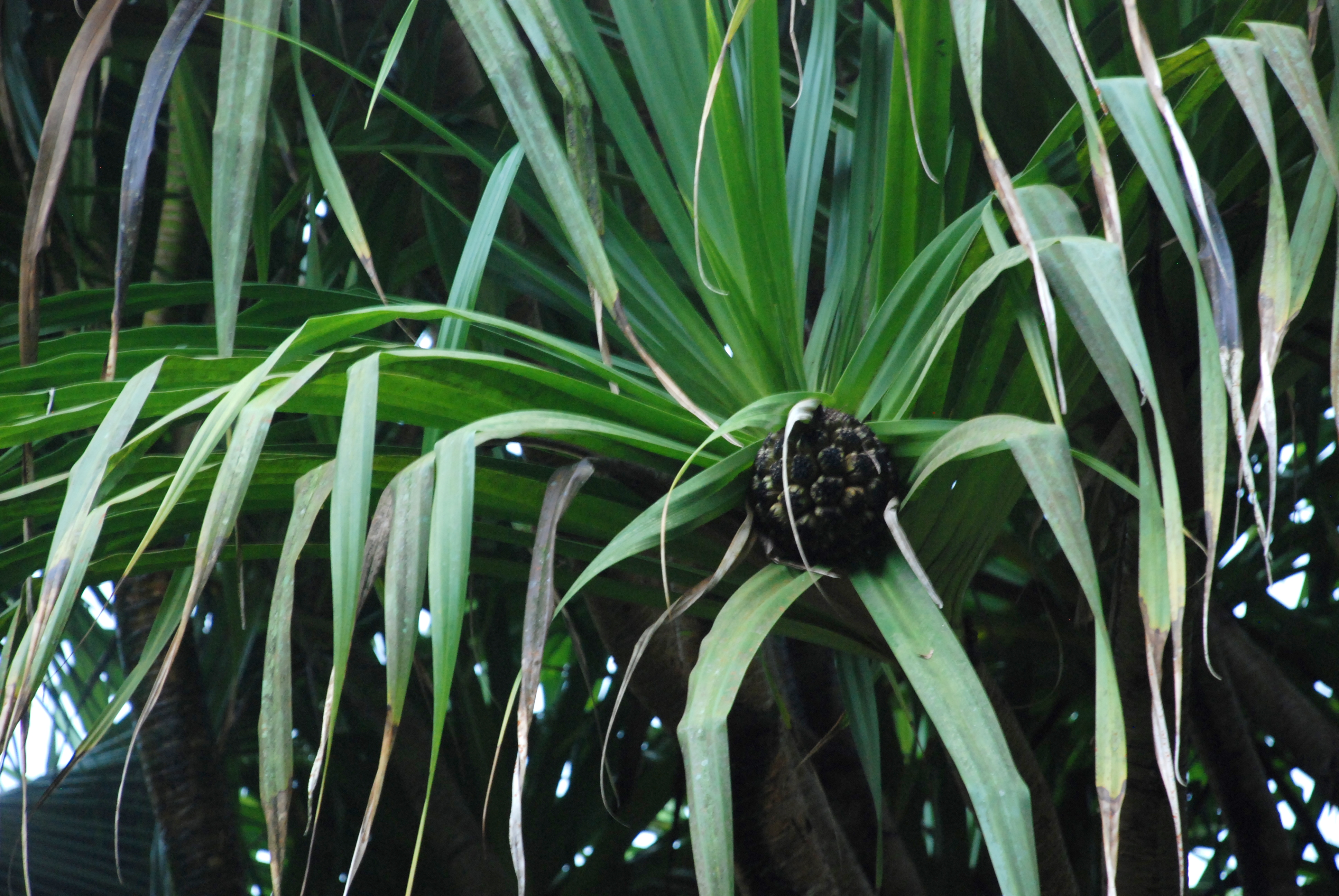 Tabacon Hot Springs 144.JPG